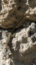 Lizard on a rock. Reptile basking in the sun Royalty Free Stock Photo