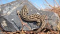 Lizard a lizard on the rock, Reptile Sunbathing Top view. This lizard, it`s called skink. a smooth-bodied lizard with short limbs