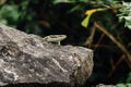 Lizard on the rock stood still the background of the jungle i Royalty Free Stock Photo
