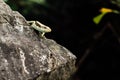 Lizard on the rock stood still the background of the jungle i Royalty Free Stock Photo