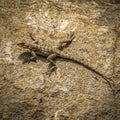 Lizard on the rocks Royalty Free Stock Photo