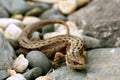 Lizard on the rocks unusual