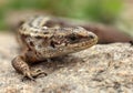 Lizard on the rocks unusual