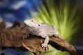 Lizard root, Bearded Dragon on black mirror background Royalty Free Stock Photo