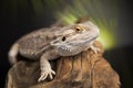 Lizard root, Bearded Dragon on black mirror background Royalty Free Stock Photo