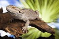 Lizard root, Bearded Dragon on green background Royalty Free Stock Photo