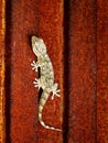 Lizard, sunning itself on a rusted door.