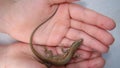 lizard, it`s called skink. kid wants to become a biologist exotic veterinarian