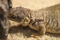 Lizard on the sand