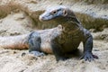 Lizard on sand