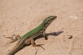 Green Lizard in the sand in the Fasano apulia Italy Royalty Free Stock Photo
