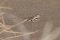 Lizard on sand. Toad-headed Agama or Phrynocephalus interscapularis. Desert in Altyn Emel National Park, Kazakhstan