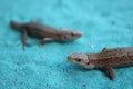 Lizard Lacertilia on the blue sand