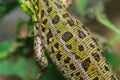 Lizard scales macro