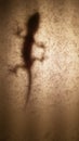 Lizard shadow gecko climbing a lamp