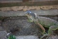 Lizard shedding his skin Royalty Free Stock Photo