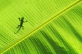Lizard silhouette Royalty Free Stock Photo