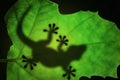 Lizard silhouette in the leaf Royalty Free Stock Photo