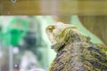 The lizard sits in the aquarium. contact zoo with animals. green iguana. reptiles.