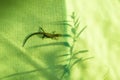The lizard sits on a fabric background with plant shadows.