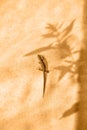 The lizard sits on a fabric background with plant shadows. Tinted photo.