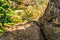 Lizard sitting on brown stone enjoying the morning sun with green vegetation behind. Wild life in the Mediterranean, serious Royalty Free Stock Photo