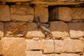 Lizard sitting on brown stone enjoying sun. Mexico. Yucatan. Royalty Free Stock Photo