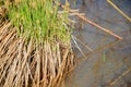 Lizard sitting between grass growing on a marsh hummock Royalty Free Stock Photo