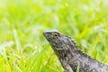 Lizard sitting on grass Royalty Free Stock Photo