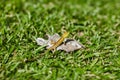 Lizard sitting on the grass Royalty Free Stock Photo