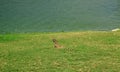 Lizard sitting on green grass. Aruba Royalty Free Stock Photo