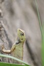 Lizard is sitting on the ground with attractive appearance