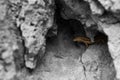 A lizard is sitting in a hell in the wall. Royalty Free Stock Photo