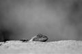 Lizard on the roadside , macro close- up nature animal small. Royalty Free Stock Photo