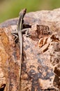 Lizard sitting on Rock Royalty Free Stock Photo