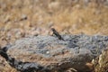 Wildlife Reptile Series - Western Fence Lizard - Sceloporus occidentalis Royalty Free Stock Photo