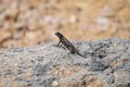 Wildlife Reptile Series - Western Fence Lizard - Sceloporus occidentalis Royalty Free Stock Photo