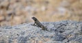 Wildlife Reptile Series - Western Fence Lizard - Sceloporus occidentalis Royalty Free Stock Photo