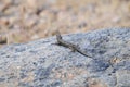 Wildlife Reptile Series - Western Fence Lizard - Sceloporus occidentalis Royalty Free Stock Photo