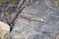 Wildlife Reptile Series - Western Fence Lizard - Sceloporus occidentalis Royalty Free Stock Photo