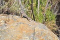 Wildlife Reptile Series - Western Fence Lizard - Sceloporus occidentalis Royalty Free Stock Photo