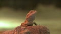 Lizard on the stone outofdoors view