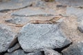 Lizard sitting on stone in sun - small lizard Royalty Free Stock Photo