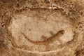 Lizard sitting on stone surface