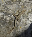 Lizard Royalty Free Stock Photo