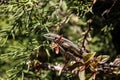 Lizard sitting on a thorn twig amidst cedar leaves. Royalty Free Stock Photo