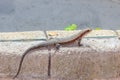 Lizard Royalty Free Stock Photo