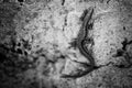 Lizard, sleeker on the rock Royalty Free Stock Photo