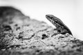 Lizard, sleeker on the rock Royalty Free Stock Photo