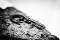 Lizard, sleeker on the rock Royalty Free Stock Photo